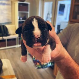 American Foxhound and American Staffordshire Terrier Puppies from Whitlow Kennel