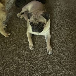 Sammy - Pug