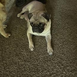 Sammy - Pug