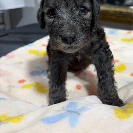 Pilot - Bedlington Terrier