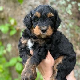 Crosley - Phantom male Bernedoodle puppy in Thornville, Ohio from Four Front Doodles & Friends