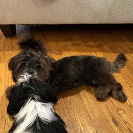 Zoey - Black gold and silver female Shih Tzu puppy in Englewood, New Jersey from Sincerely Paws