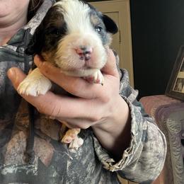 Pink - Black rust and white female Bernese Mountain Dog puppy in North Grove, Indiana from J&F Country Canines