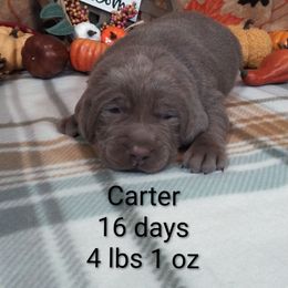 Carter - Silver male Dilute Retriever puppy in Madras, Oregon from GT Labradors