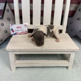 Glory - Blue white and tan female Rat Terrier puppy in Cushing, Oklahoma from Northwoods Rat Terriers