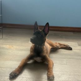 Raya - Fawn female Belgian Malinois puppy in Linwood, Michigan from Gillis Malinois LLC