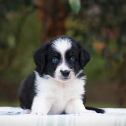 Robin - Black tri male Miniature American Shepherd puppy in Chocowinity, North Carolina from Foxtail Hollow