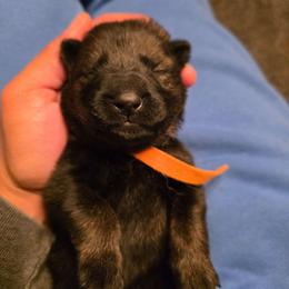 Orange collar (Bingo) - Sable male German Shepherd puppy in Hermitage, Pennsylvania from Shepherds of the Hundred Acres