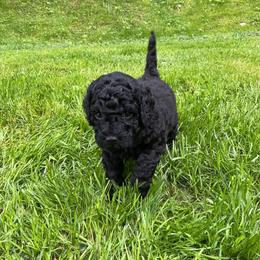 Jolene - Black female Goldendoodle puppy in Fairmont, West Virginia from Mountainside Doodles, LLC