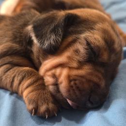 Chai - Dapple male Dachshund puppy in Cowen, West Virginia from Bennett Babies