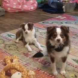 Aussiedoodles, Miniature Australian Shepherds, Poodles, and Toy Australian Shepherds from Blasted River Aussies and Poodles