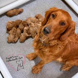 Bernedoodle and Goldendoodle Puppies from BrookeMarie’s Goldendoodle Love