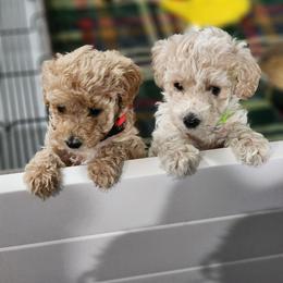 Cavapoo, Goldendoodle, Poodle, and Shihpoo Puppies from Sugarland's Texas Goldendoodles
