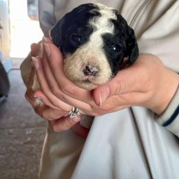 Buengo - Parti female Labradoodle puppy in Craig, Nebraska from Top Knot Companions Poodles and Labradoodles