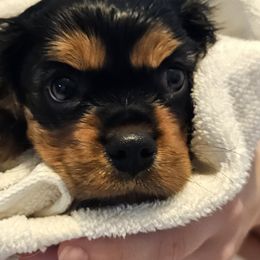 Beans - Cavalier King Charles Spaniel puppy from Crozapulco Cavaliers AKC
