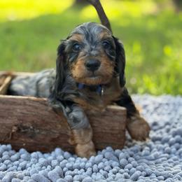 Louie- SILKY - Dapple male Dachshund puppy in Nashville, Arkansas from Whisenhunt Farms