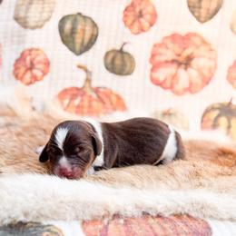 Pecan pie - Chocolate and tan male Dachshund puppy in Salters, South Carolina from Long-Pine Dachshund