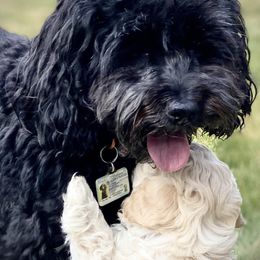 Australian Labradoodle Puppies from Tiny Treasures Australian Labradoodles