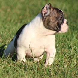 Male 1 - male Shorty Bull puppy in Xenia, Ohio from Bingham's Bulldogs LLC