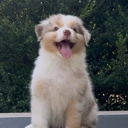 Australian Shepherd and Cavalier King Charles Spaniel Puppies from FairWilde