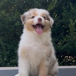 Australian Shepherd and Cavalier King Charles Spaniel Puppies from FairWilde