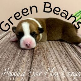 Green Beans - Red male Pembroke Welsh Corgi puppy in Hanover, Pennsylvania from Happily Ever After Corgis