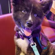 Sporty Mix Puppies from Eternal Symmetry