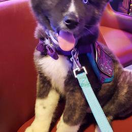 Sporty Mix Puppies from Eternal Symmetry