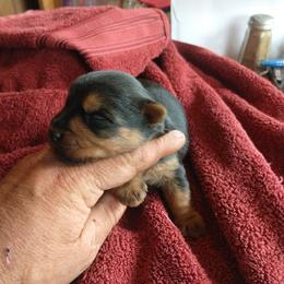 Boy 2 - Blue and tan male Australian Terrier puppy in Bedford, Pennsylvania from Heit Farm