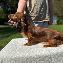 Maple - Dachshund