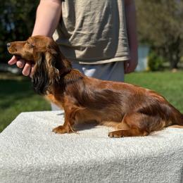 Maple - Dachshund