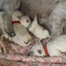 West Highland White Terrier Puppies from CC Leslie’s Westie’s