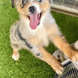 Australian Shepherd and Miniature Australian Shepherd Puppies from Magic Ranch Mini Aussies