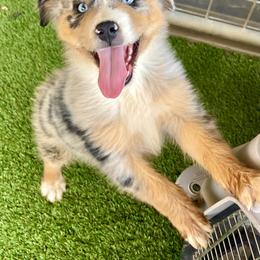 Australian Shepherd and Miniature Australian Shepherd Puppies from Magic Ranch Mini Aussies