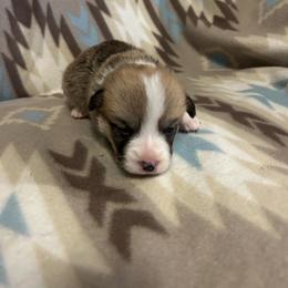 Bernie - Red male Pembroke Welsh Corgi puppy in Maupin, Oregon from Bailey Nannini
