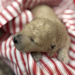 Blonde Girl - Apricot female Cavapoo puppy in O'fallon, Missouri from Sister Sister Cavapoos