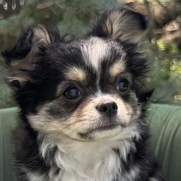 Tonka - Black and tan female Chihuahua puppy in Northboro, Iowa from So Sweet Chihuahuas