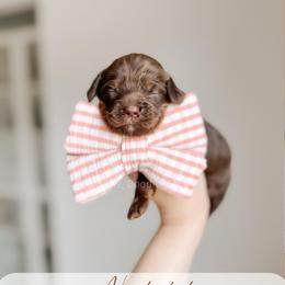 Nantucket - Tri-color female Australian Labradoodle puppy in Syracuse, Indiana from The Doodle Cove