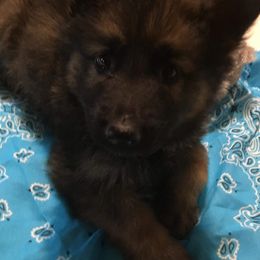 German Shepherd Puppies from Hacker Haus GSDs