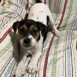 Jack Russell Terrier Puppies from Dig Em Out Terriers