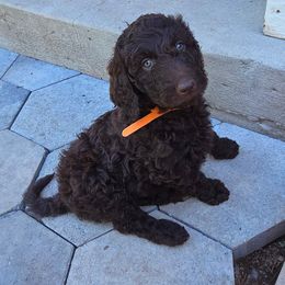 Bella - Brown and white female Bernedoodle puppy in Aurora, Colorado from Simply Amazing Doodles