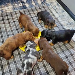Dachshund Puppies from Heart 2 Heart Puppies