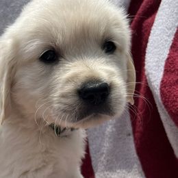 Boy 5 - Golden Retriever puppy in South Carolina from Carolina Point Retrievers