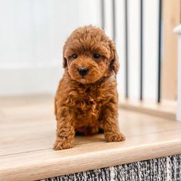 Goldendoodle Puppies from Karmadoodlee