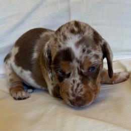 Chocolate dapple boy - Dapple male Dachshund puppy in Valley Springs, California from Robin’s Dachshunds