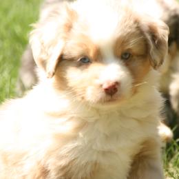 W45 - Red merle male Miniature Australian Shepherd puppy in Fairview, South Dakota from Dakota Toy Aussies