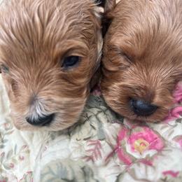Boy pick 1 - male Cavapoochon puppy in Clementon, New Jersey from PitterPatterPuppiesNJ