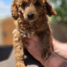 Poodle Puppies from Belvedere Poodles