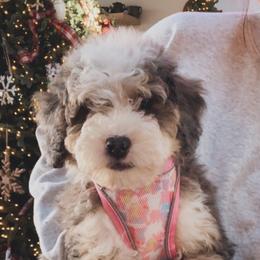 Goldendoodle Puppies from Doodle Squad Puppies