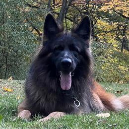 Xolo - German Shepherd